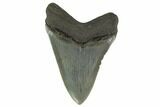3.61" Fossil Megalodon Tooth - South Carolina - #130789-2